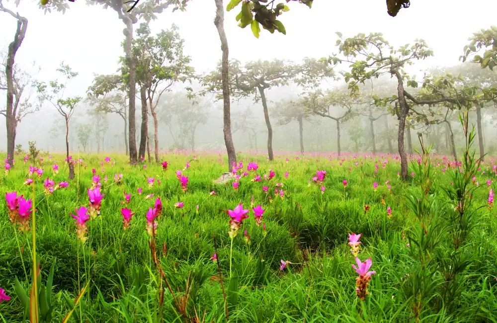 ทุ่งดอกกระเจียว อุทยานแห่งชาติป่าหินงาม ชัยภูมิ